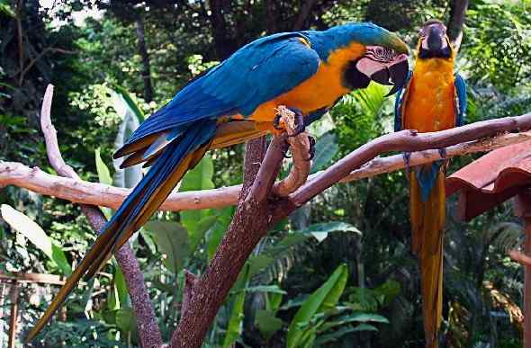 鹦鹉大全——蓝黄金刚鹦鹉 Blue & Gold Macaw