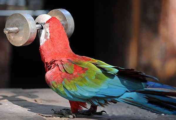 鹦鹉繁殖——其他国家孵化技术的发展