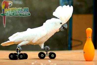 鹦鹉疾病——嗉囊积食(梗阻)