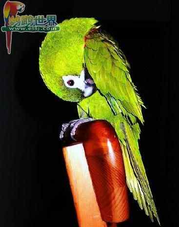 鹦鹉保育——雏鸟的食物配制的问题