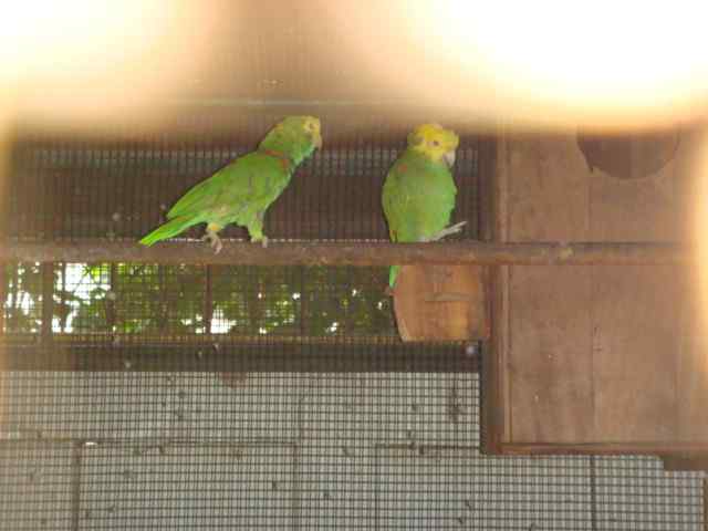 鹦鹉繁殖——孵化行为