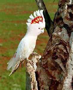 鹦鹉大全——马修氏桃红凤头鹦鹉