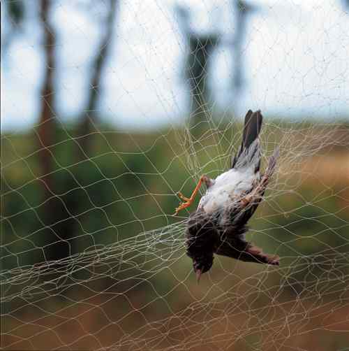 中国鸟事——鸟人