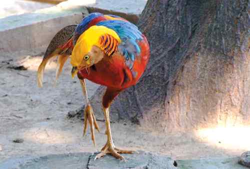 中国鸟事——十种候选国鸟