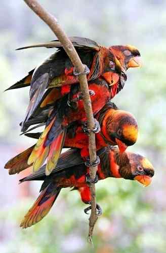 鹦鹉大全——暗色吸蜜鹦鹉