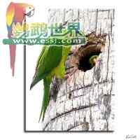 鹦鹉大全——青绿锥尾鹦鹉