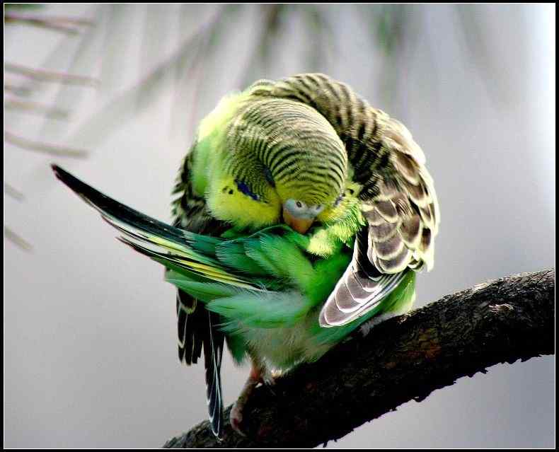 虎皮鹦鹉的繁殖和训练1