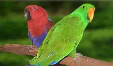 鹦鹉大全——澳洲折衷鹦鹉