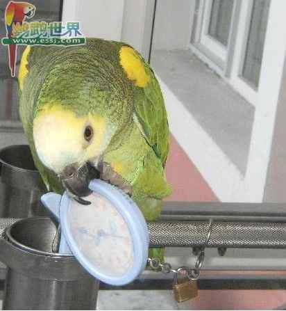 鹦鹉繁殖——资料记录