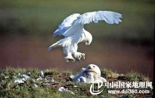 雪精灵：雪鸮、雪鹰、雪雁、雪鸡、雪鹅、雪羊、雪鼬、雪狼
