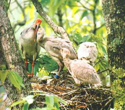 国家一级保护鸟类第2辑 国家一级保护鸟类第2辑