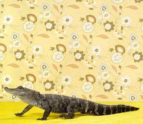 专给动物拍照的女摄影师