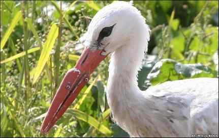 十例接受义肢的鸟类及动物