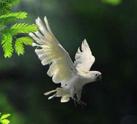 鹦鹉疾病——无传染性疾病——先天性眼部残缺(Congenital Eye Deformity)