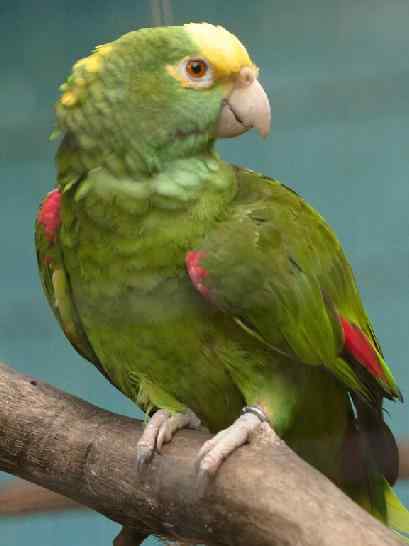 鹦鹉饲养——沙门氏菌症