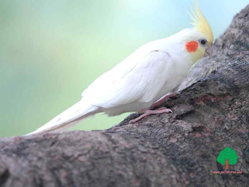 鹦鹉繁殖——幼鸟的断奶方法
