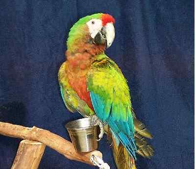 鹦鹉大全——波芬文恩金刚鹦鹉