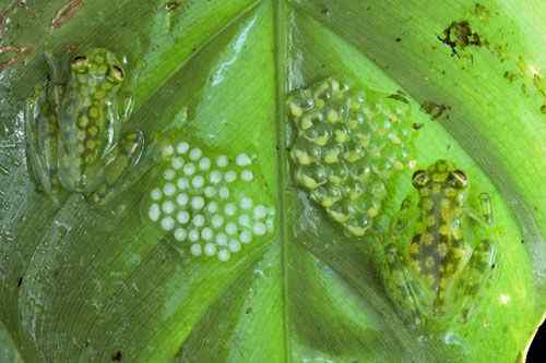 哥斯达黎加的热带雨林中动物