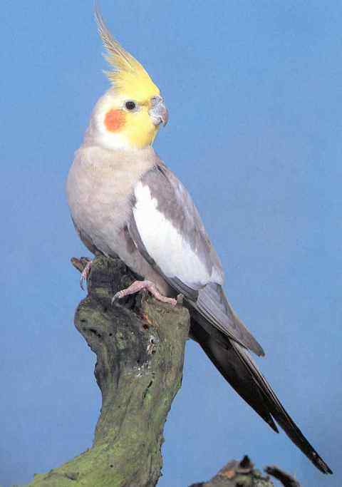 鹦鹉繁殖——检查玄凤的蛋是否受精1