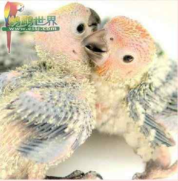 鹦鹉繁殖——荷尔蒙变化与鸟类繁殖的关系