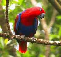 鹦鹉大全——艾鲁岛折衷鹦鹉