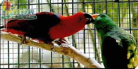 鹦鹉保育——牛奶配方的食物