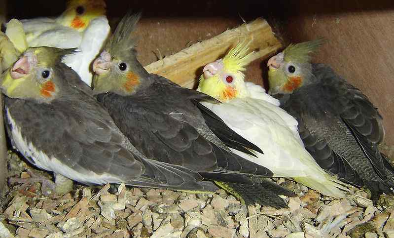 鹦鹉保育——玄凤行为（3）