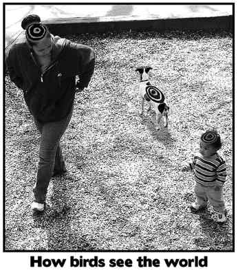 How birds see the world 鸟眼看世界
