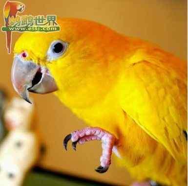 各种鹦鹉雏鸟的体长(选购鹦鹉的小参考)