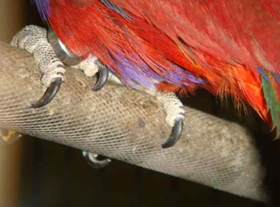 鹦鹉疾病——毛滴虫症(一种单细胞的原虫类寄生虫)