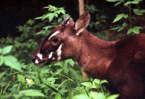 越南拯救极危动物中南大羚(武广牛)