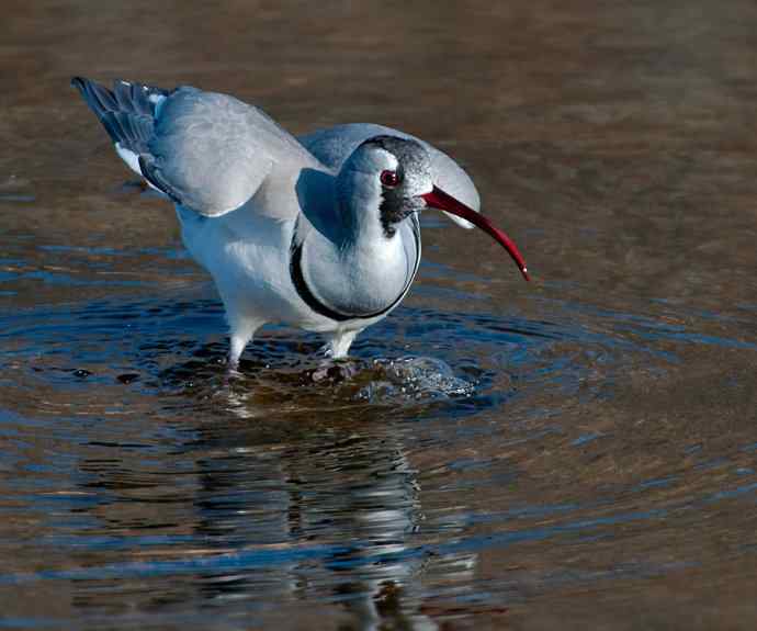 携鹮嘴鹬恭贺新春☆