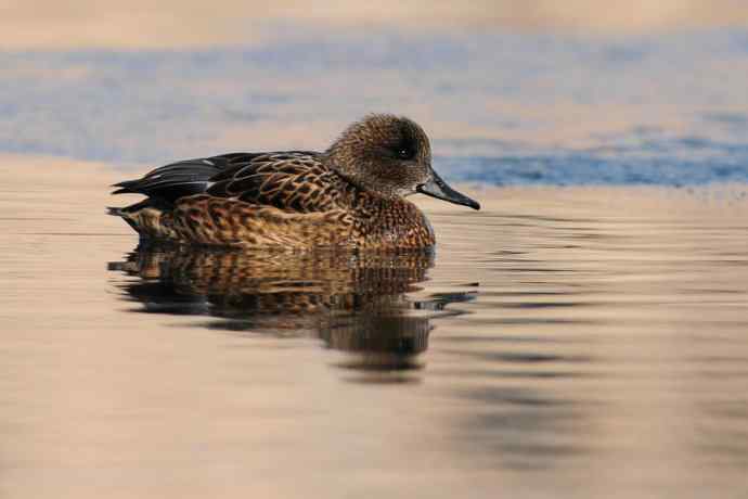 唐罗鸭 wbr八百里加急★