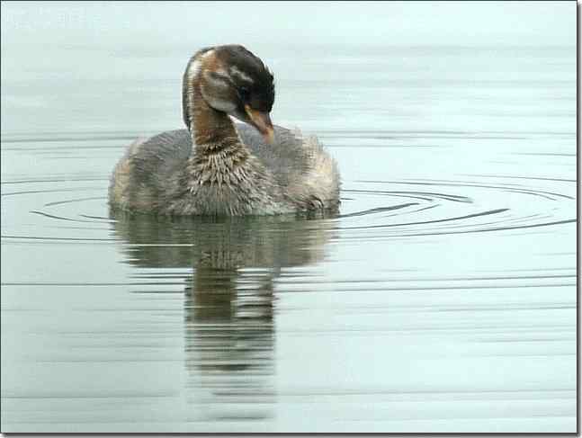 奥体公园观赏小鸊鷉