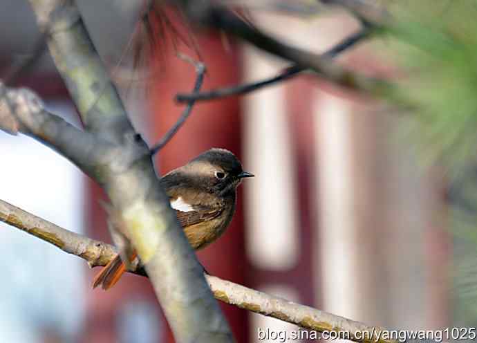 第一场春雨之后 wbr1