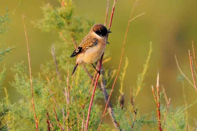 阿穆尔隼：野鸭湖黎明观猛*