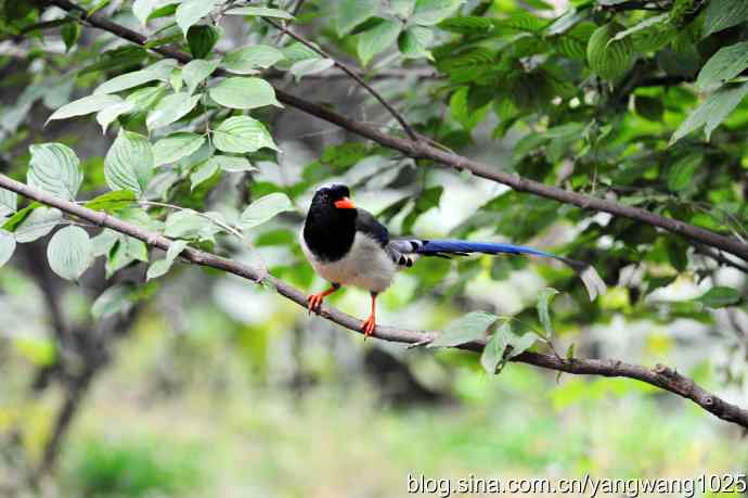 红嘴蓝鹊（4）