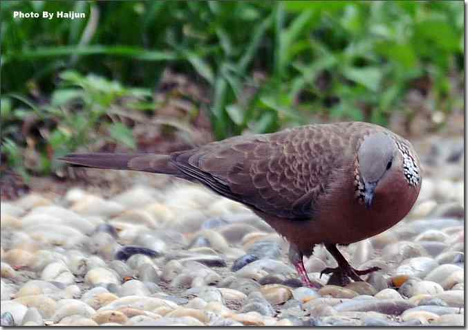 美丽从朱颈开始