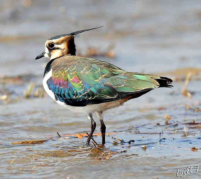 官厅水库拍鸟——凤头麦鸡