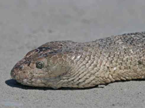 龙:传说的兽原型探秘(海蛇类) 龙:传说的兽原型探秘(海蛇类)