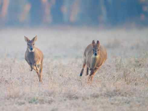 麒麟：传说的兽原型探秘（驼鹿）