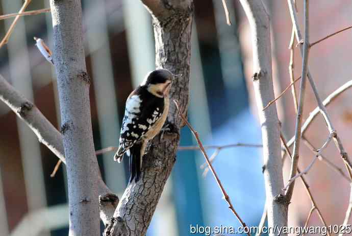 白背啄木鸟（记录版）