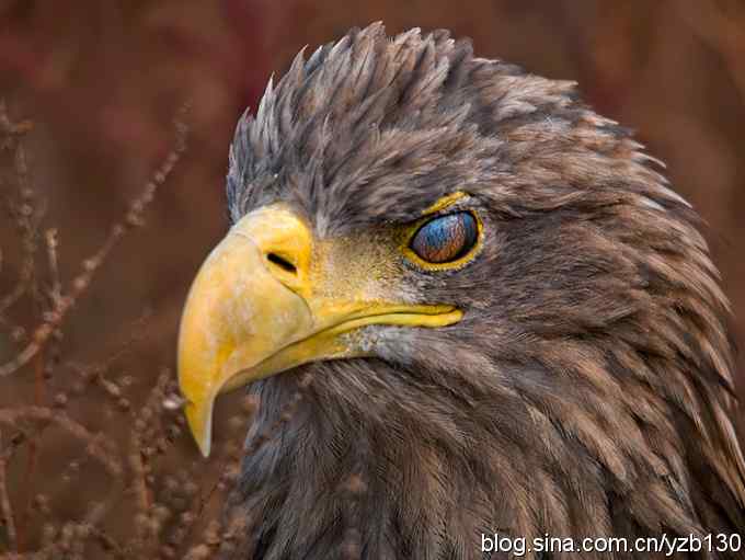 鹰眼特写——威风凛凛的白尾海雕