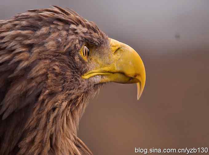 鹰眼特写——威风凛凛的白尾海雕