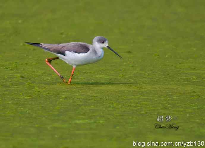 美腿啊，黑翅长脚鹬