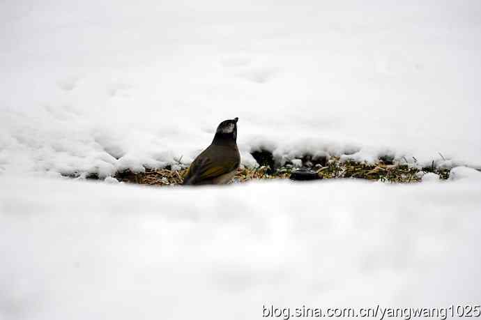 北京天坛公园的鸟类——雪中的鸟儿