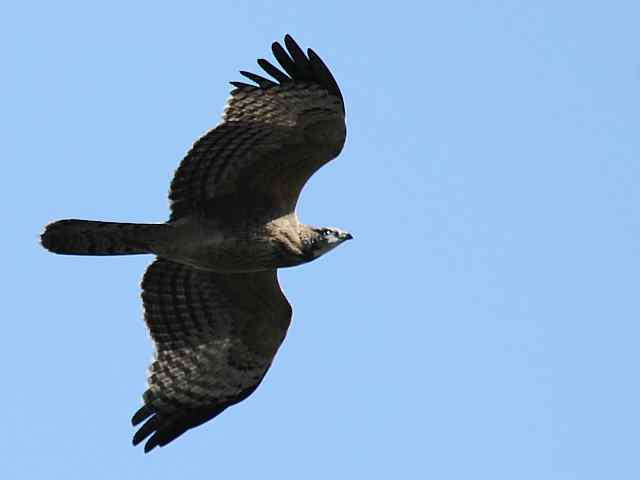 望京楼观赏猛禽迁徙