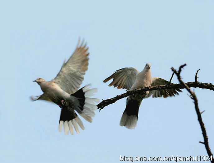 清仓晒鸟儿 清仓晒鸟儿