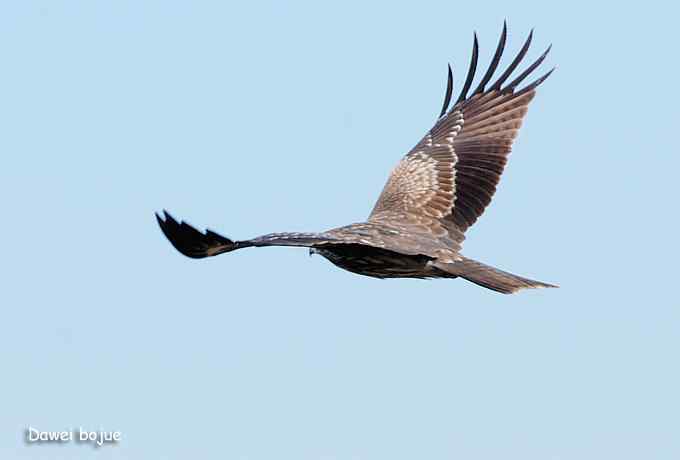 草原的几只猛禽