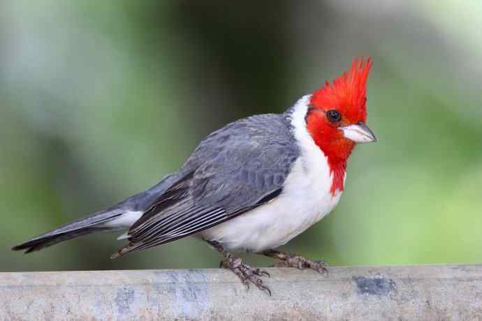 冠红蜡嘴雀 Red-crested Cardinal